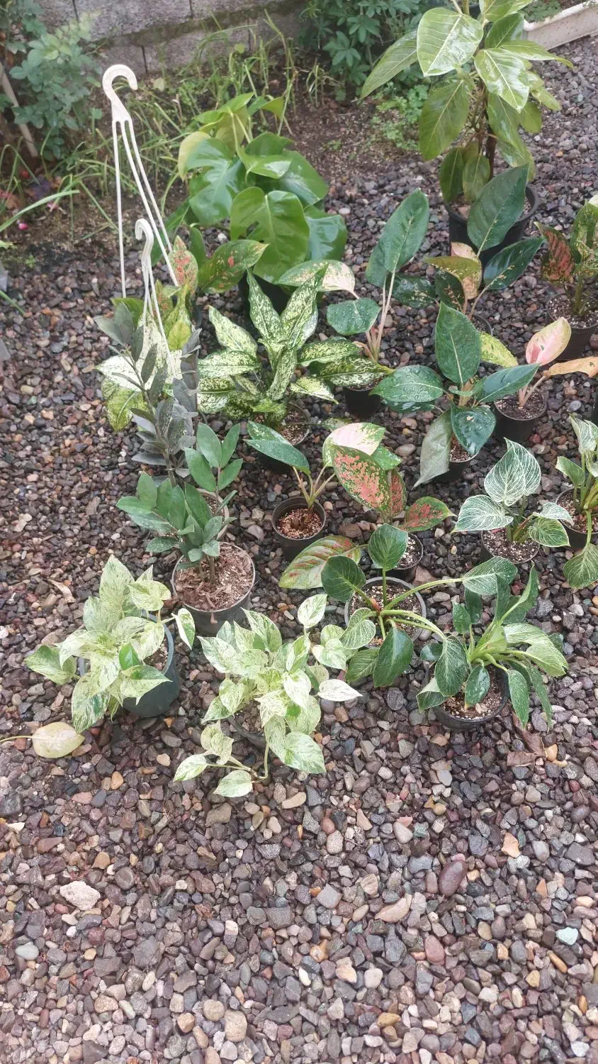 گل اگلونما|گل و گیاه طبیعی|رشت, کوی طالقانی|دیوار