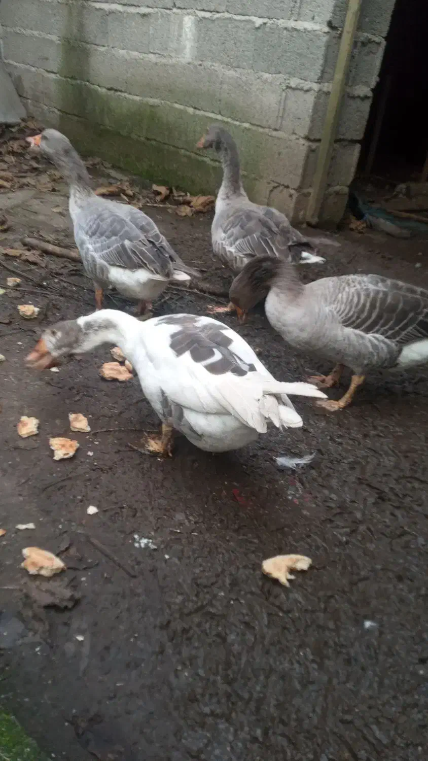 غازمحلی|حیوانات مزرعه|رودسر, |دیوار