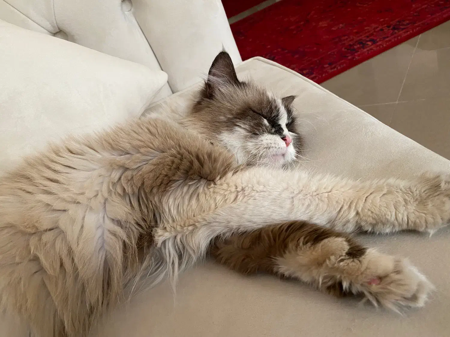 واگذاری گربه برمَن|گربه|میانه, |دیوار