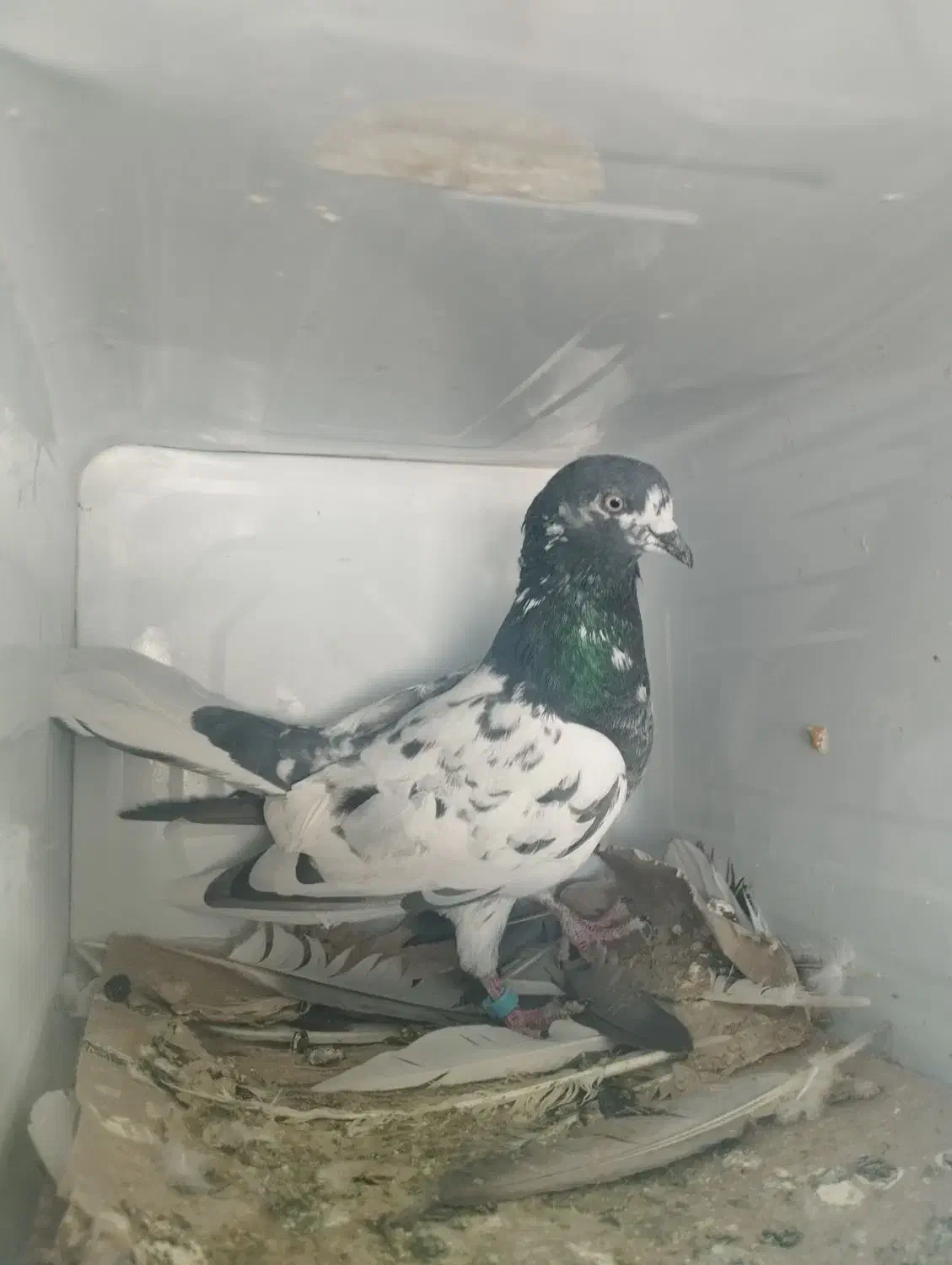 کبوتر پرشی|پرنده|رباطکریم, رباطکریم|دیوار