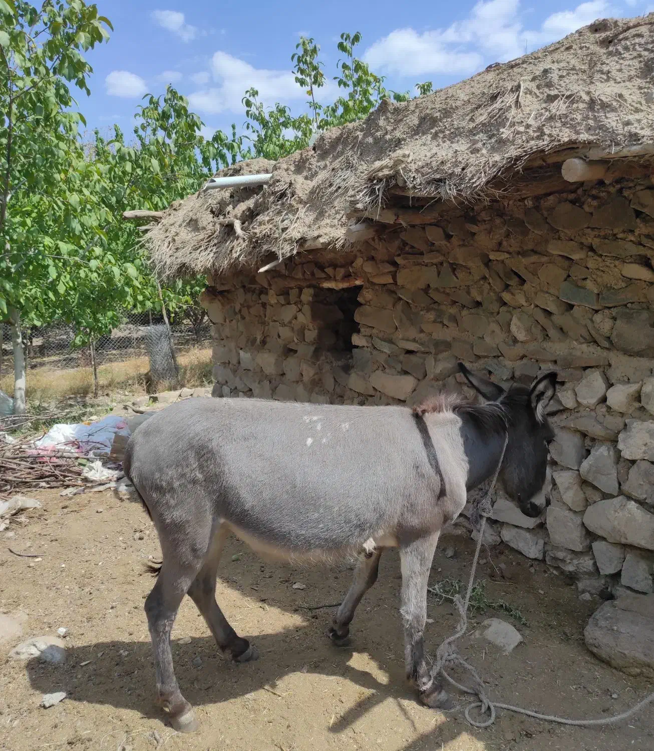 الاغ فروشی|حیوانات مزرعه|بافت, |دیوار