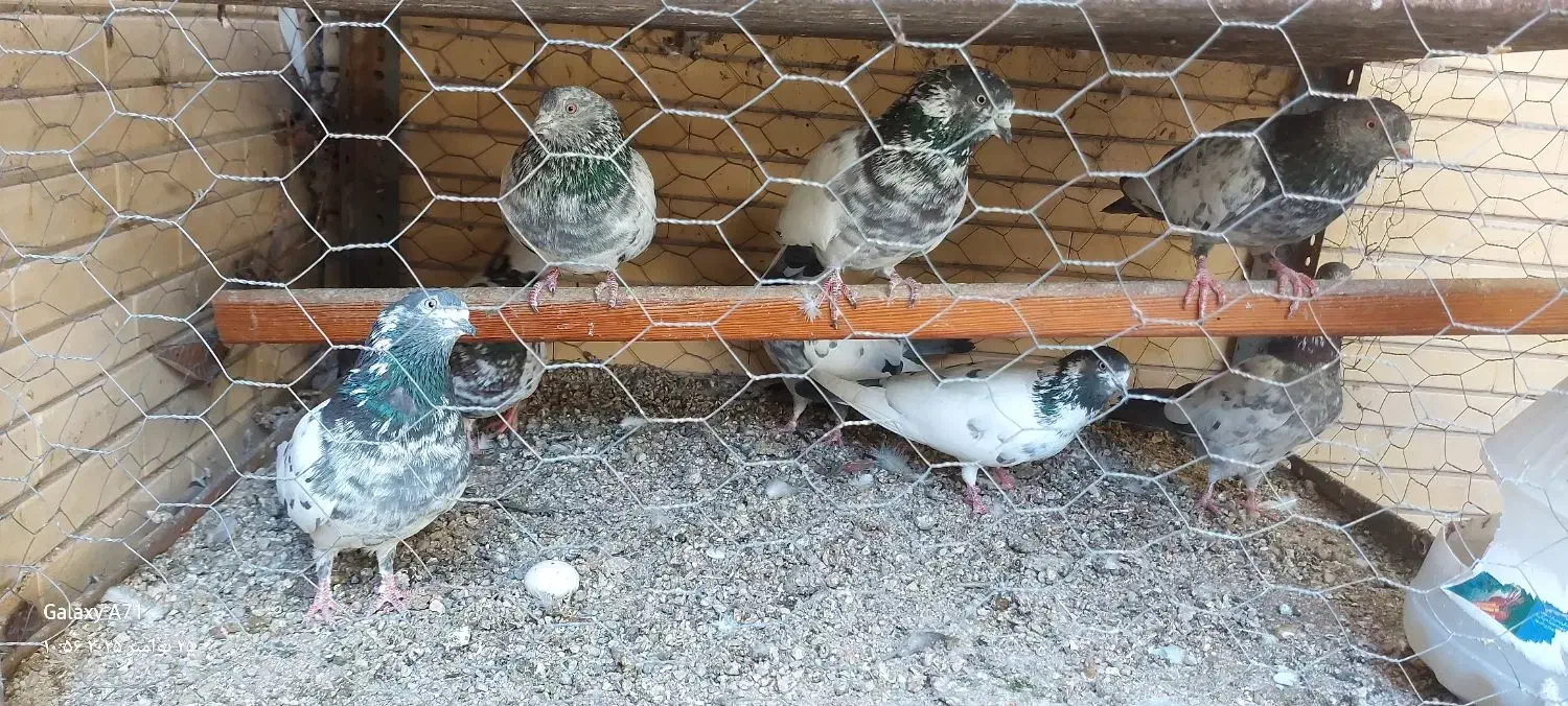 پاکستانی فروشی|پرنده|بندرعباس, |دیوار