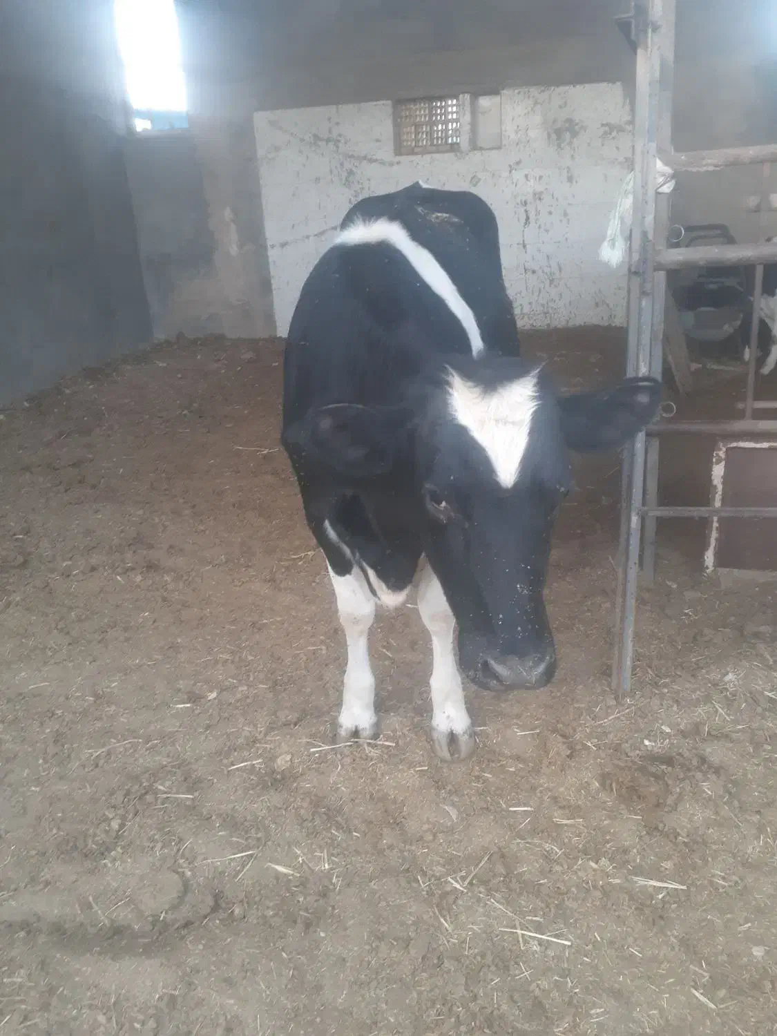 گوساله هلیشتان|حیوانات مزرعه|میبد, |دیوار