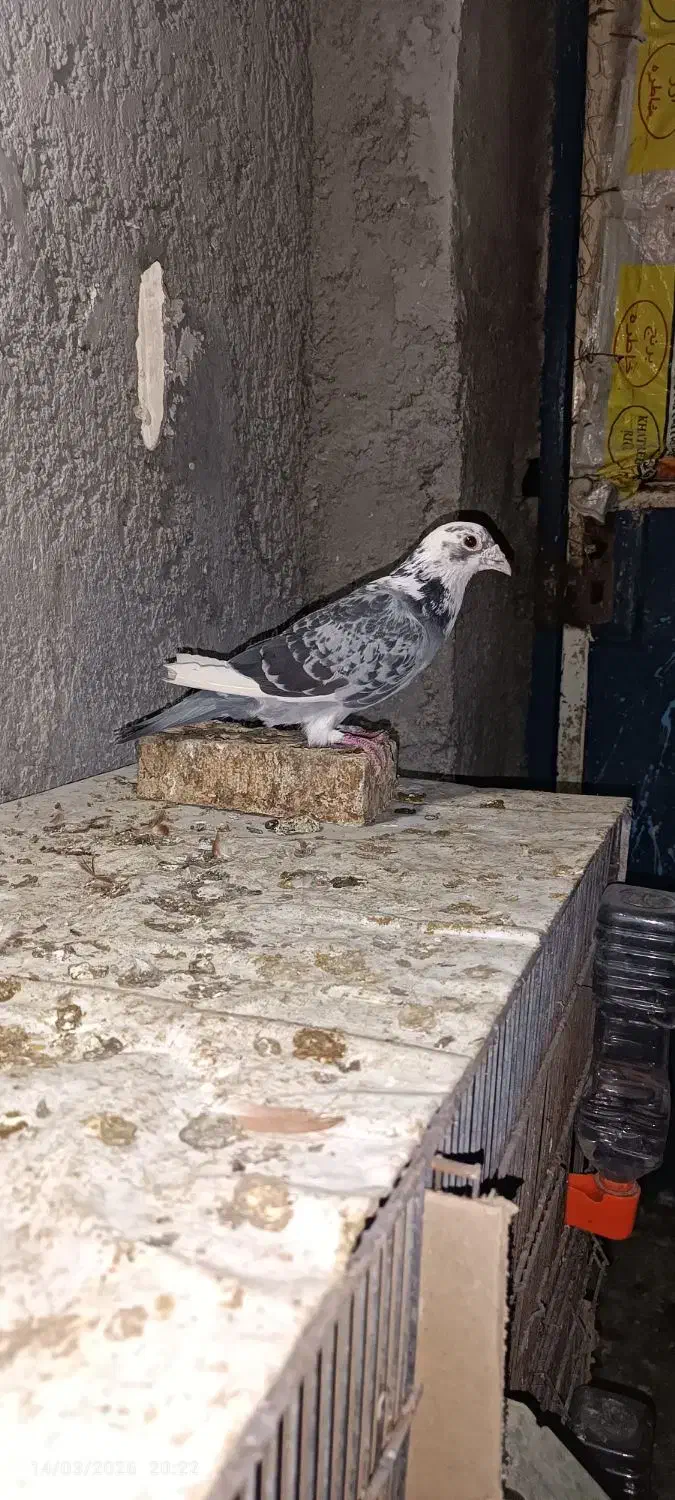 کبوتر|پرنده|برازجان, |دیوار