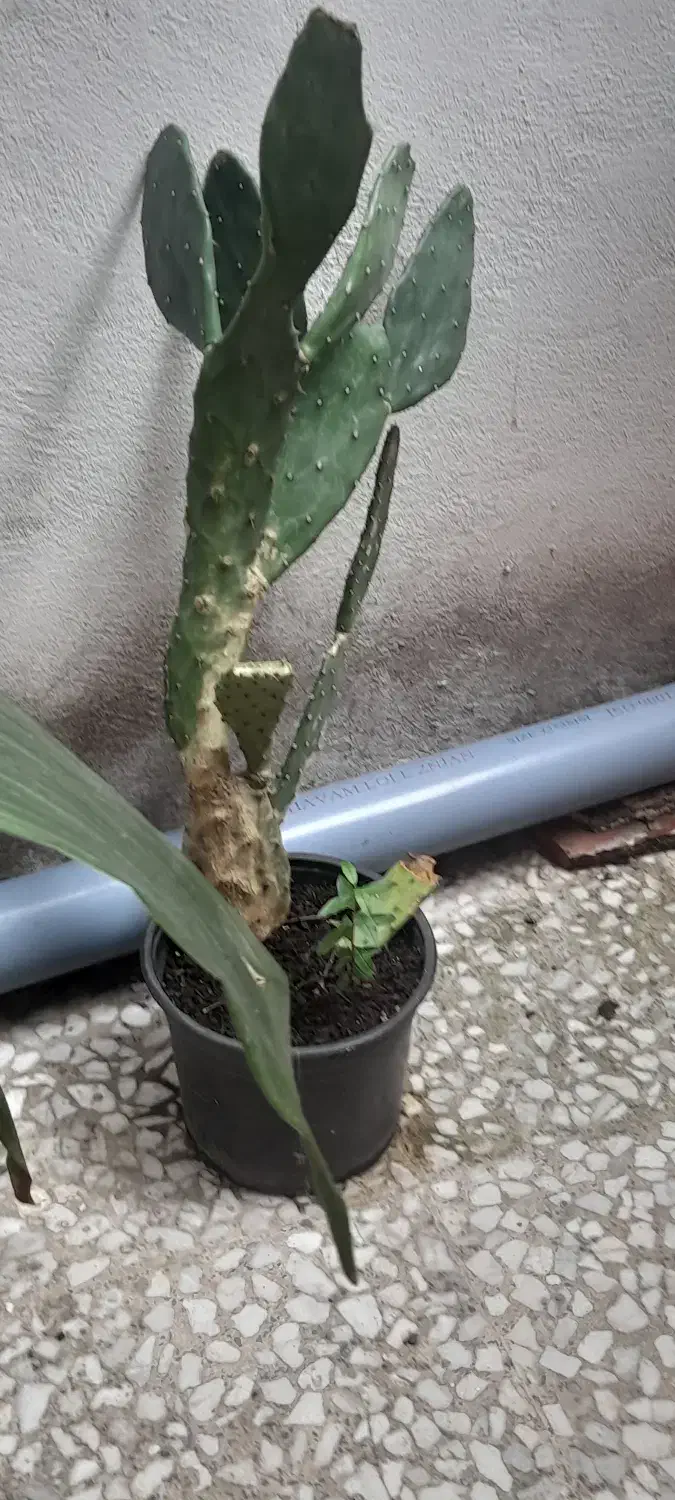 دوعدد گل|گل و گیاه طبیعی|رشت, استقامت ۲|دیوار