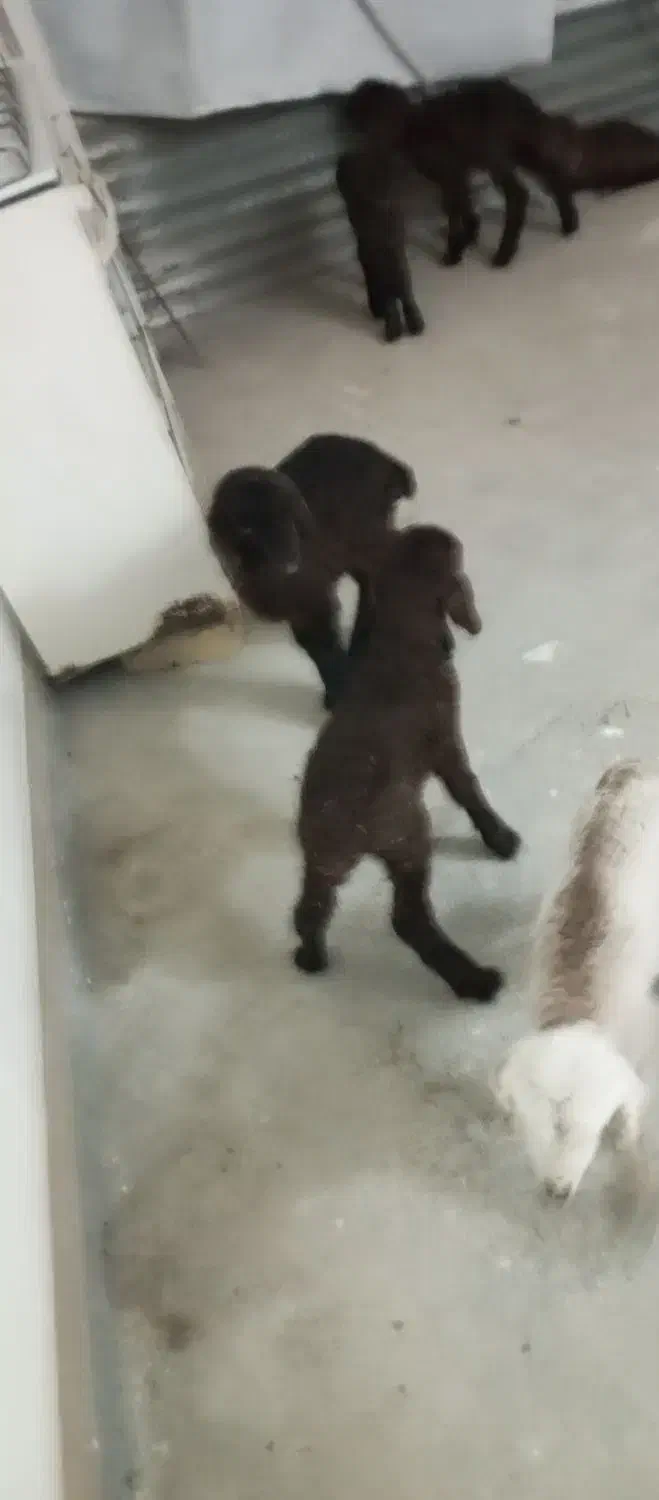 بره ماده شیری|حیوانات مزرعه|بجنورد, |دیوار