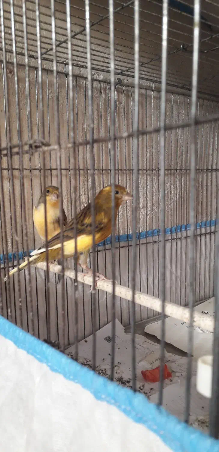 قناری ابلغ سرخ|پرنده|مرودشت, علی‌آباد‎|دیوار