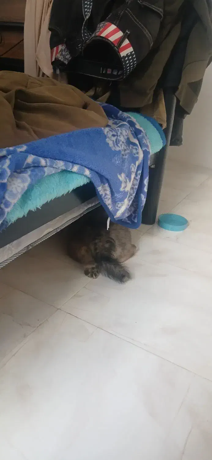 میکس توله اشتپیز پامر|سگ|هشتگرد, فاز ۱ مهستان|دیوار