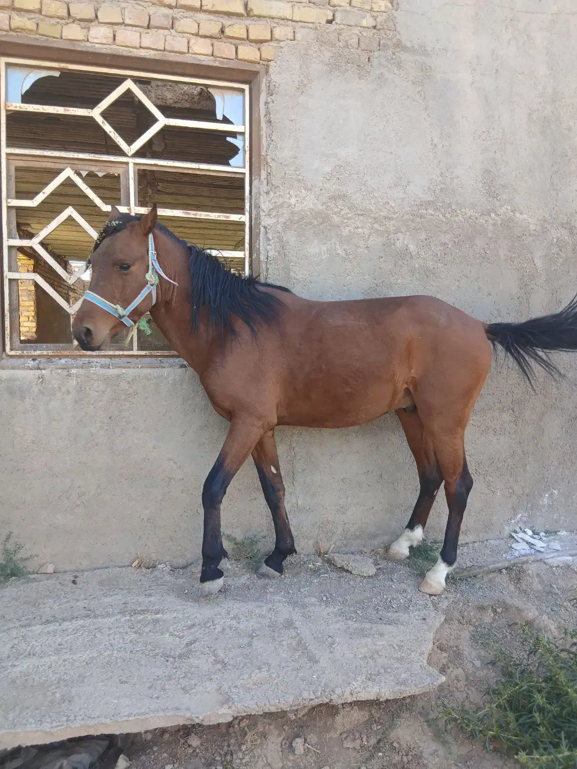 اسب|اسب و تجهیزات اسب‌سواری|قزوین, |دیوار