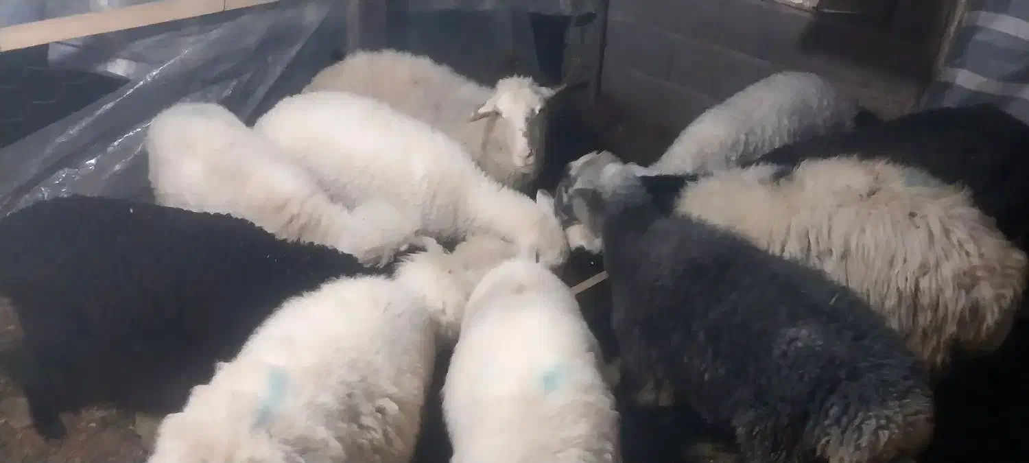 فروش گوسفند ابسته و با بچه|حیوانات مزرعه|رودسر, |دیوار