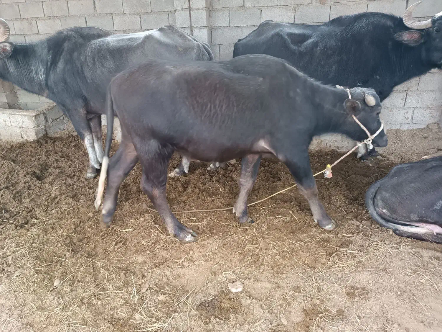 گاومیش|حیوانات مزرعه|شوشتر, |دیوار