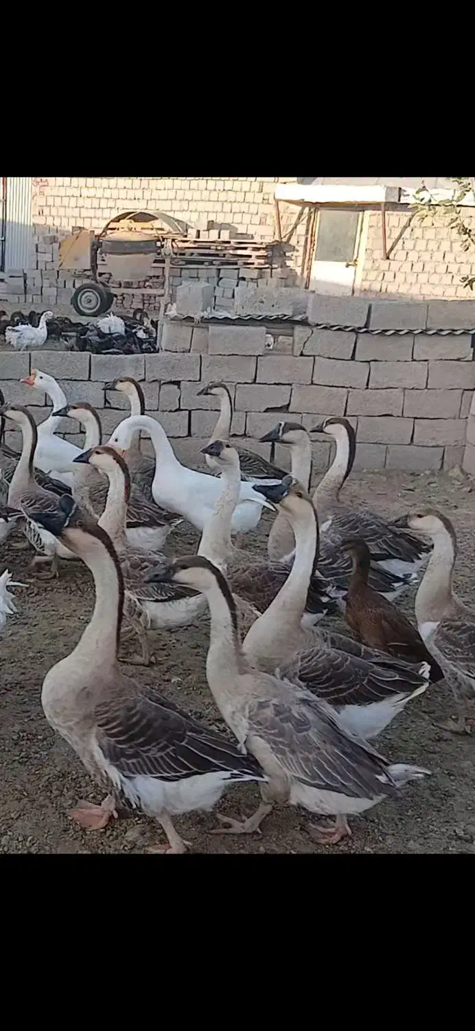 فروشی|پرنده|محمدبار, |دیوار