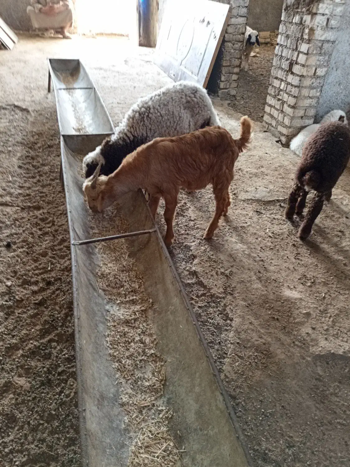 پل ششم|حیوانات مزرعه|اهواز, چنیبه علیا|دیوار