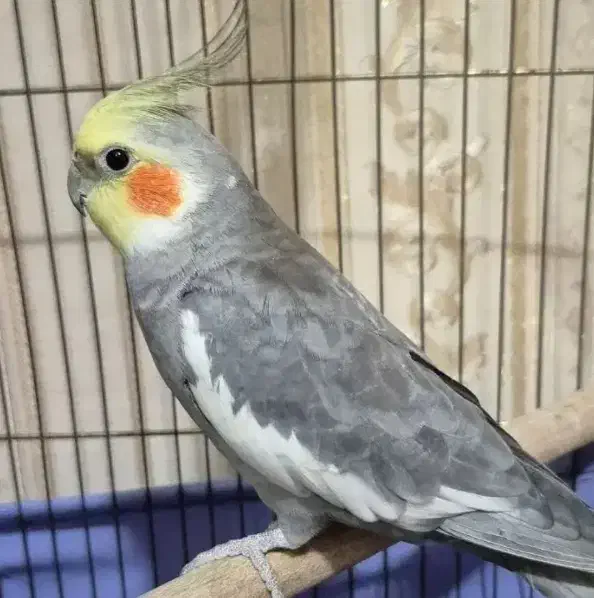 عروس هلندی گم شده|پرنده|نورآباد, |دیوار