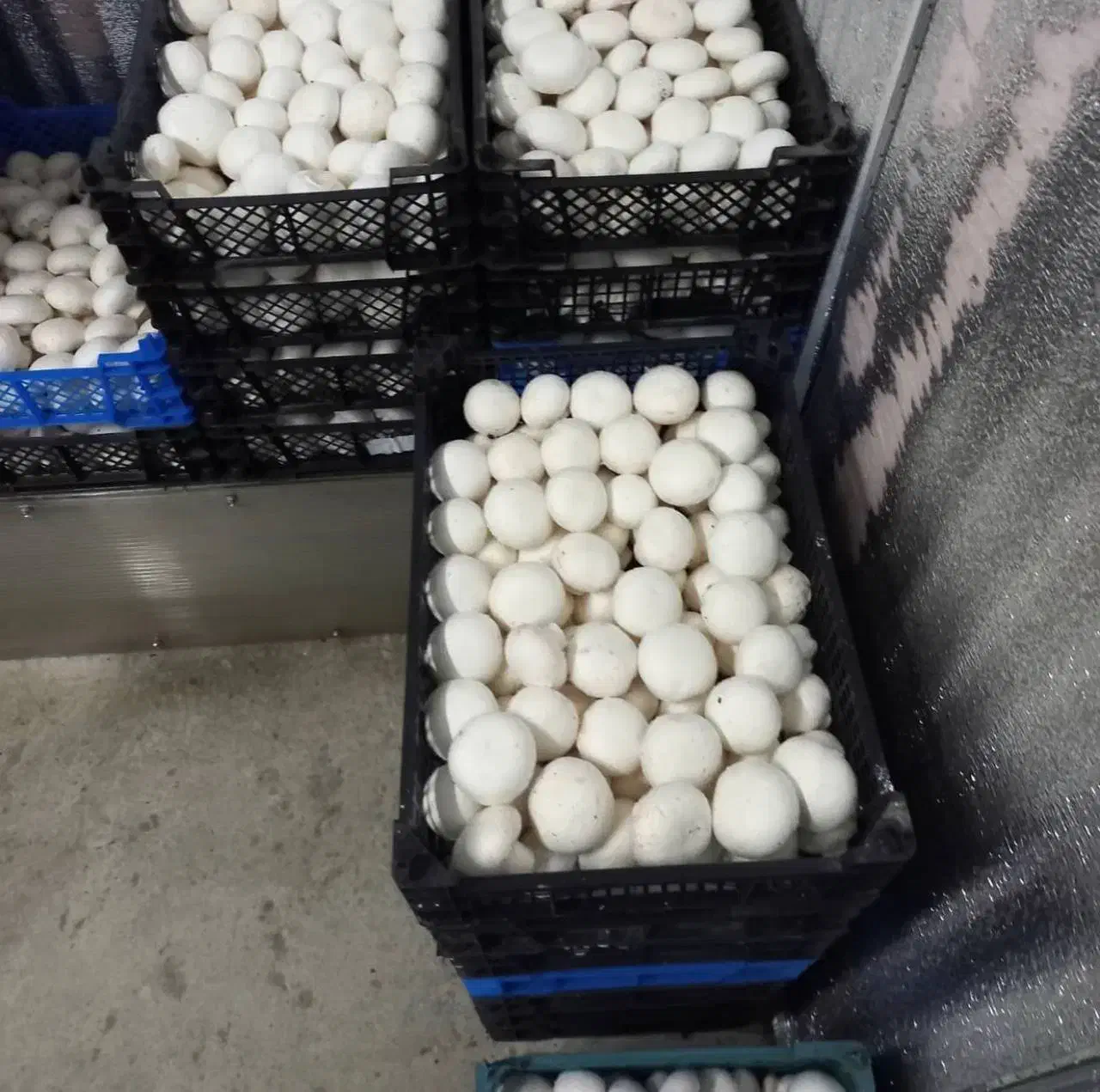 پرورش قارچ|خوردنی و آشامیدنی|مشگین شهر, |دیوار