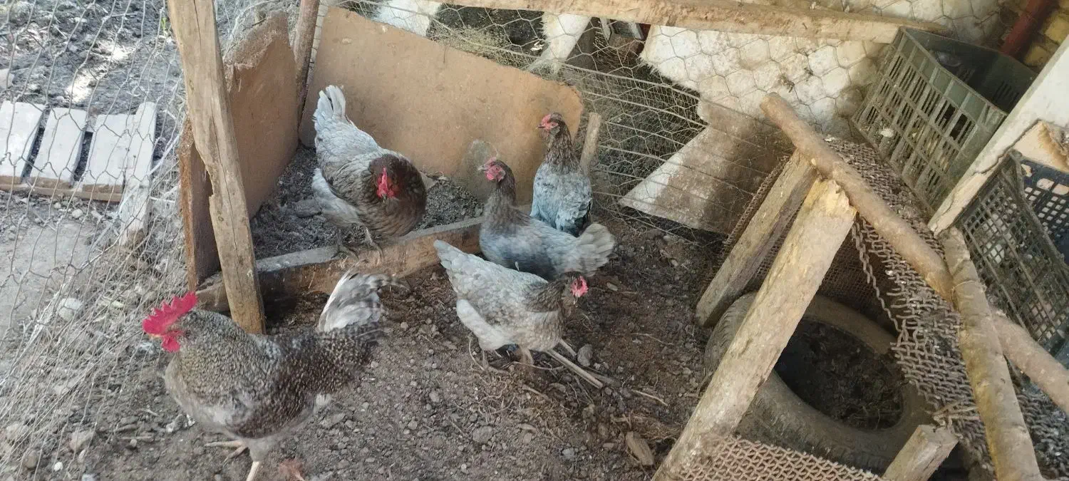 تخم مرغ طوس|حیوانات مزرعه|فاضل آباد, |دیوار