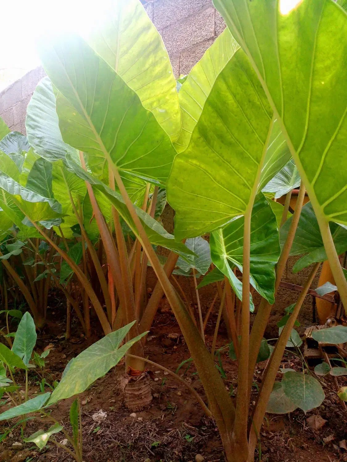 گلباباآدم|گل و گیاه طبیعی|ماسال, |دیوار