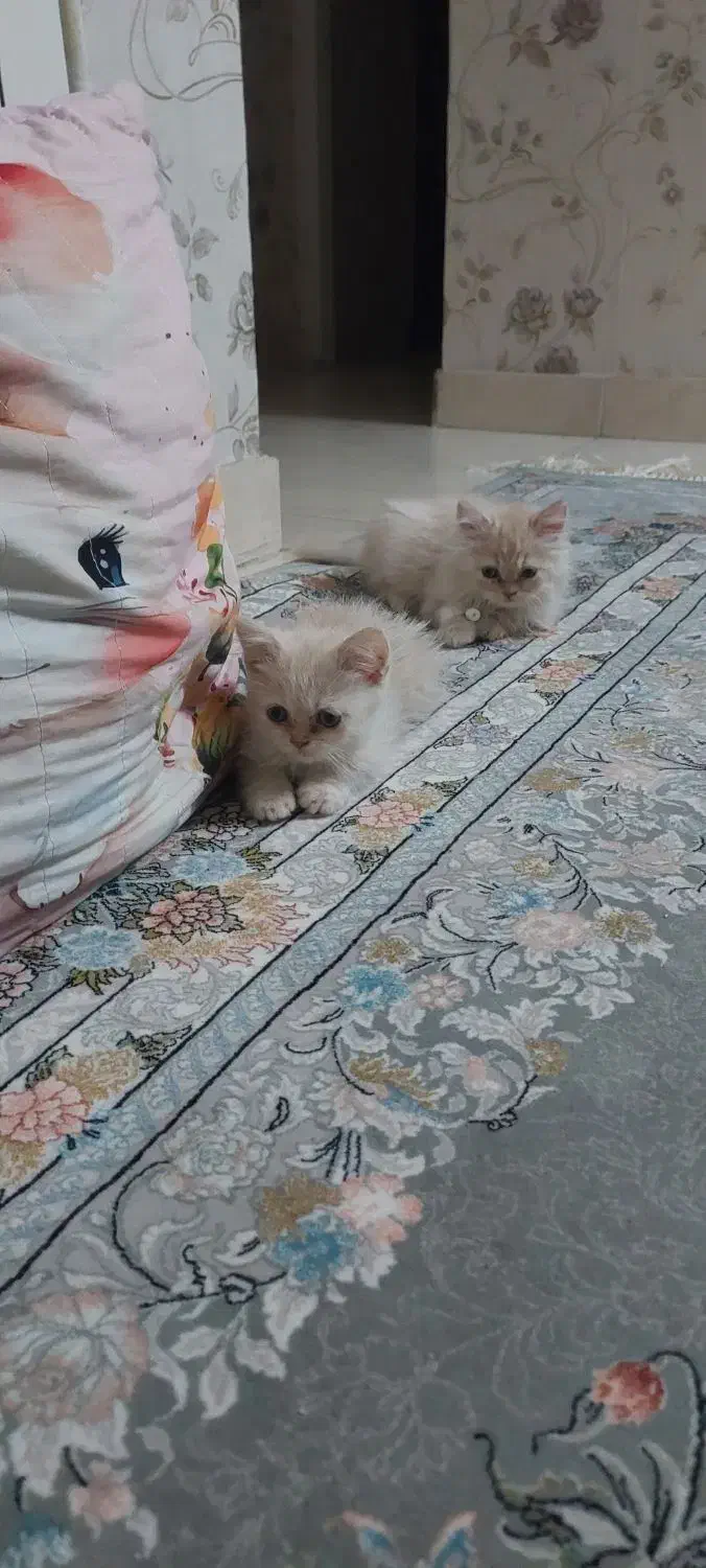 گربه نژاد دار|گربه|اراک, |دیوار