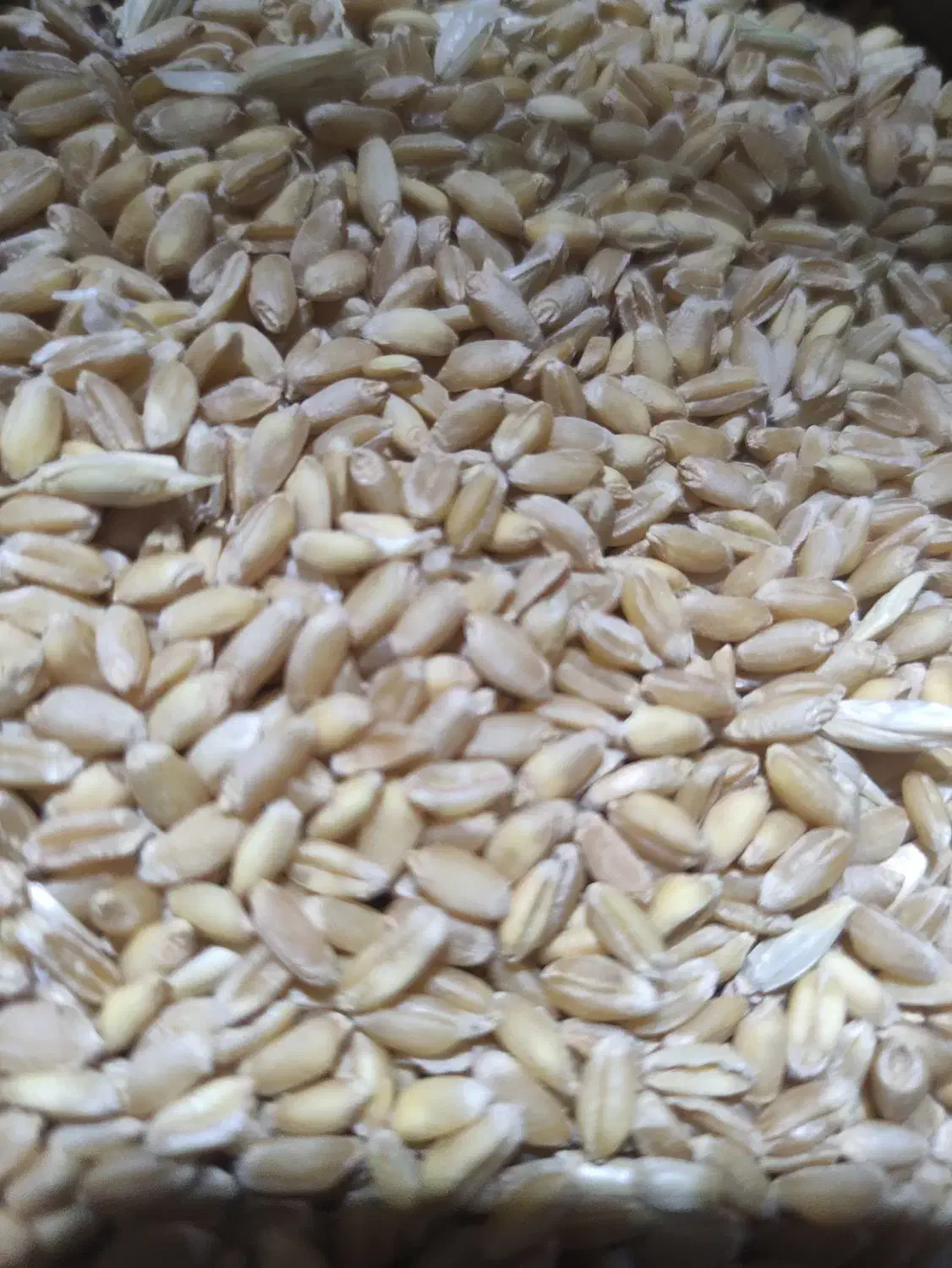 فروش گندم رقم بگ گراس|عمده‌فروشی|زرندیه, |دیوار