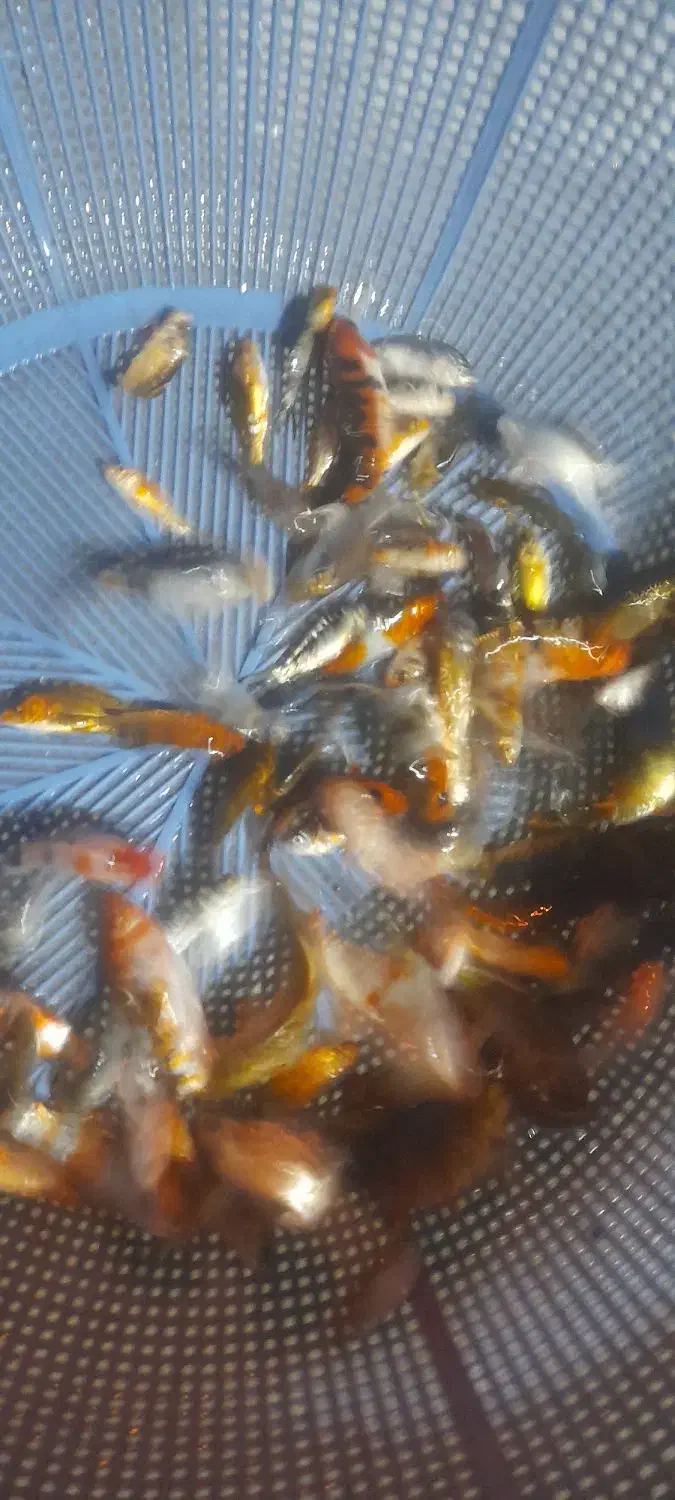 ماهی قرمز عید|ماهی|گنبد کاووس, |دیوار