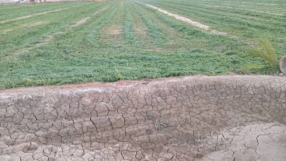 ۱۲۰ هکتار زمین کشاورزی، سند ششدانگ. شرق اصفهان|فروش دفتر صنعتی، کشاورزی، تجاری|اصفهان, بهارستان|دیوار