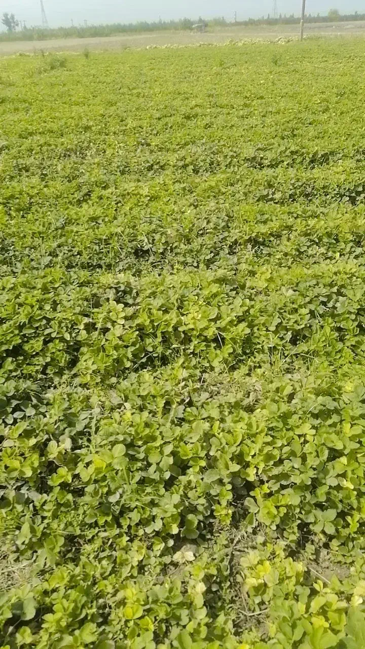 نهال توت فرنگی سابرینا|خدمات باغبانی و درختکاری|دلند, |دیوار