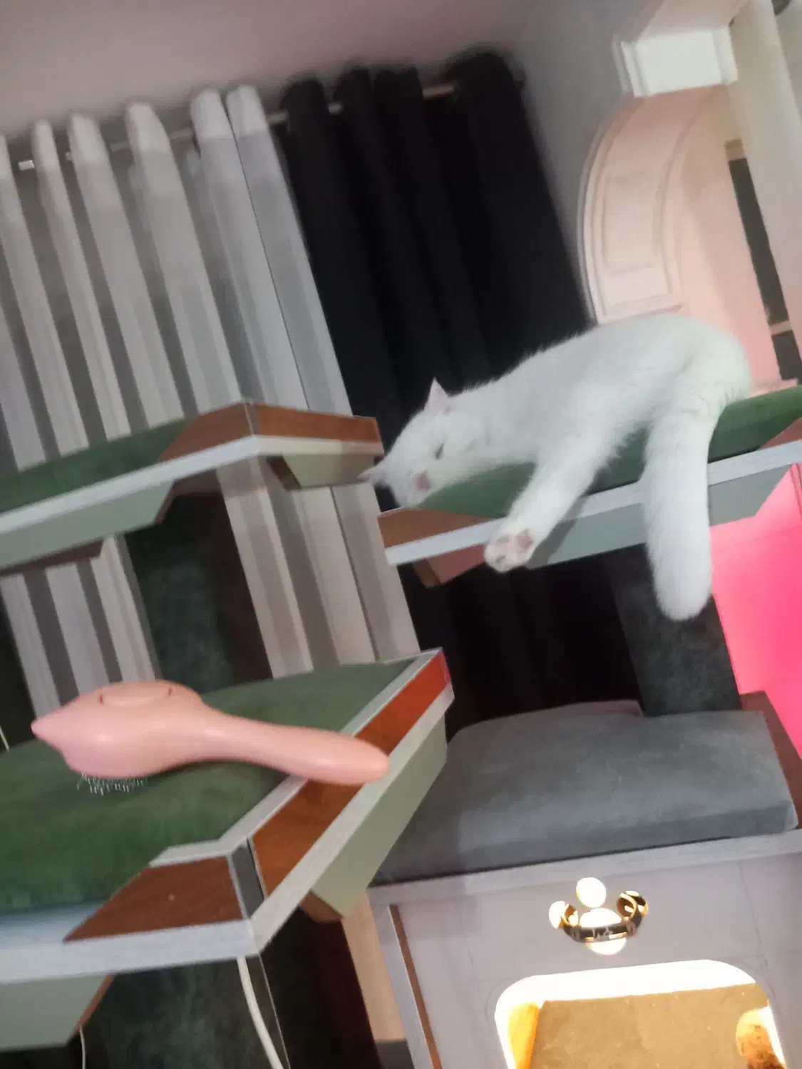 واگذاری گربه اسکاتیش با بریتیش پرشین|گربه|تهران, جردن|دیوار