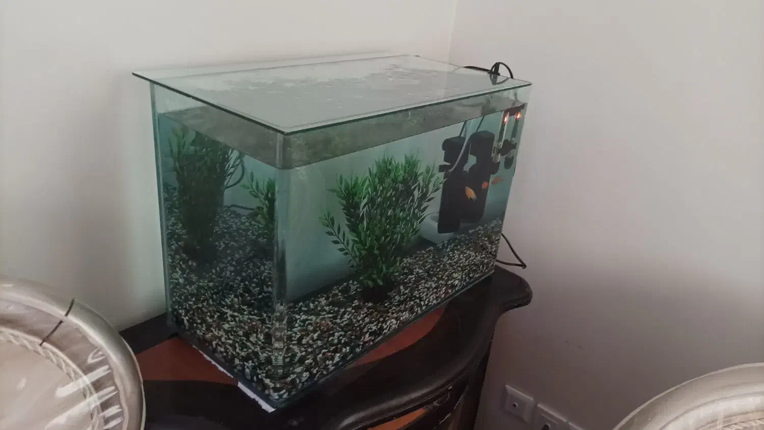 آکواریوم|ماهی|قدس, شهر‌قدس|دیوار