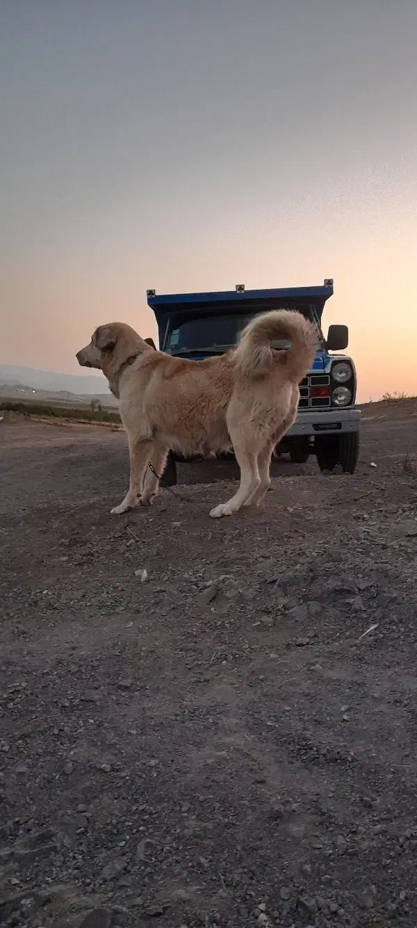 سگ اروم|سگ|ارشق, |دیوار