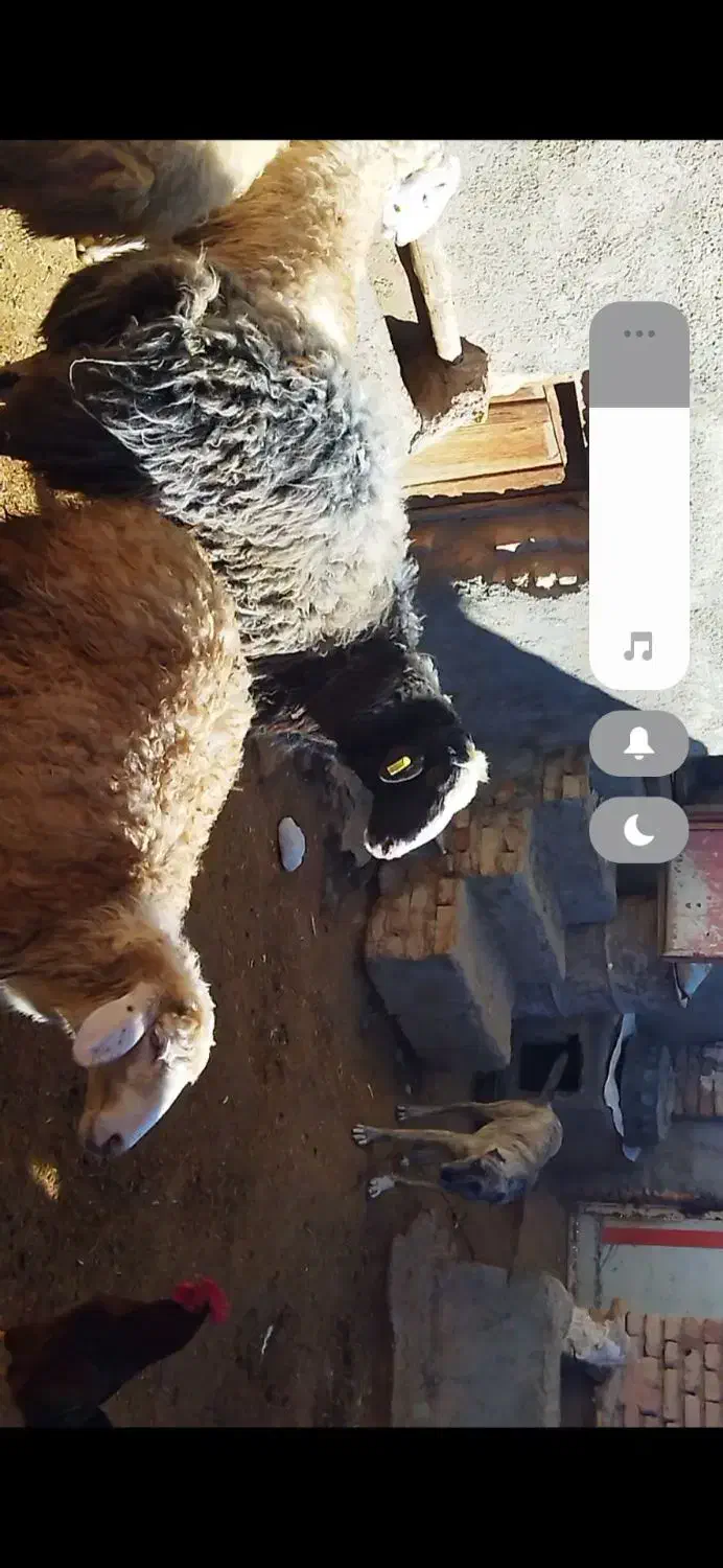 قوچ هترو|حیوانات مزرعه|اسفراین, |دیوار