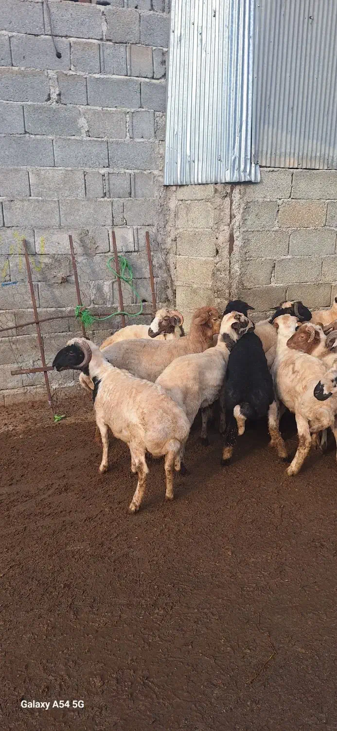فروش گوسفند|حیوانات مزرعه|ماسال, |دیوار