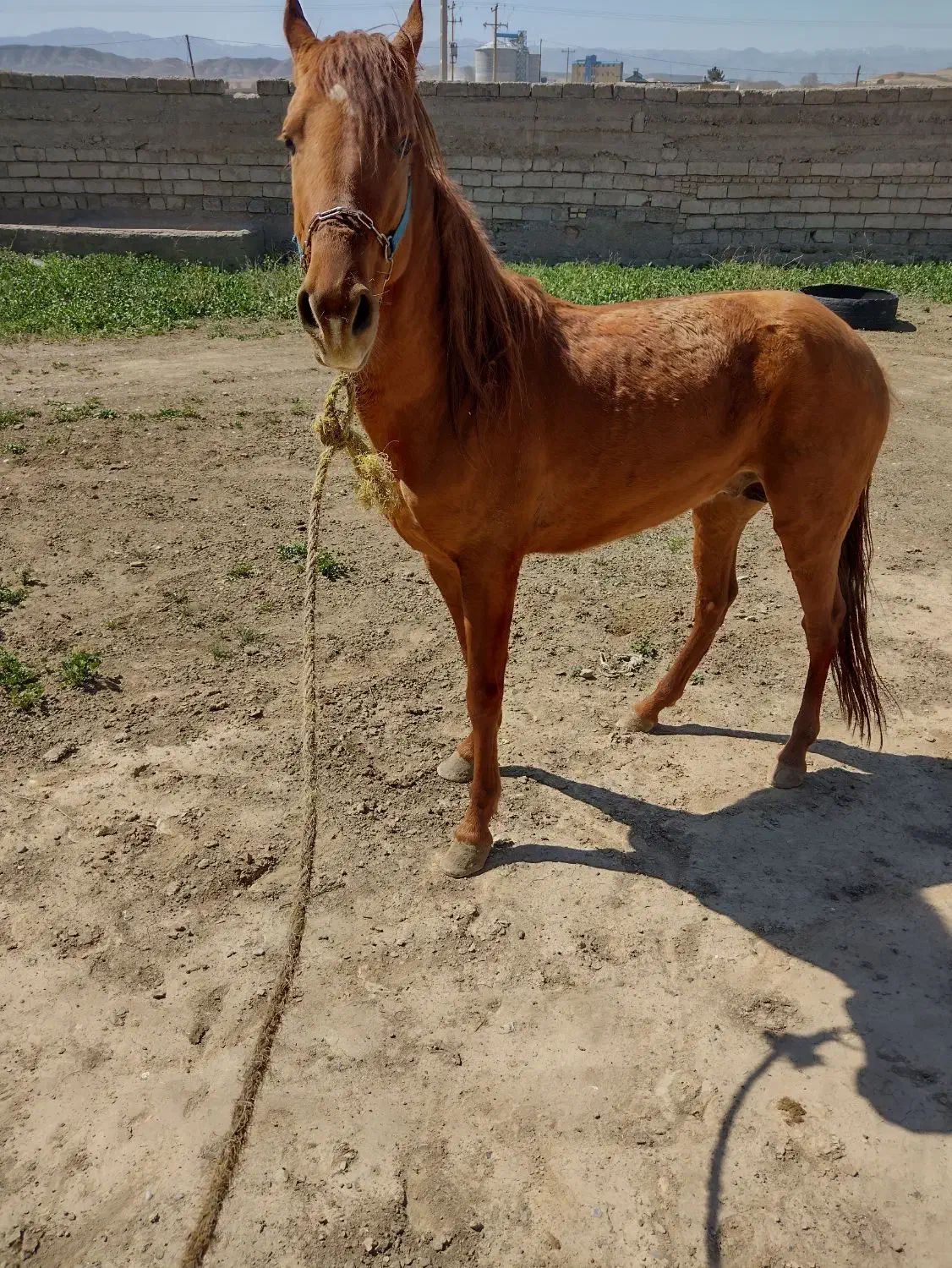 اسب یورقه|اسب و تجهیزات اسبسواری|درگز, |دیوار