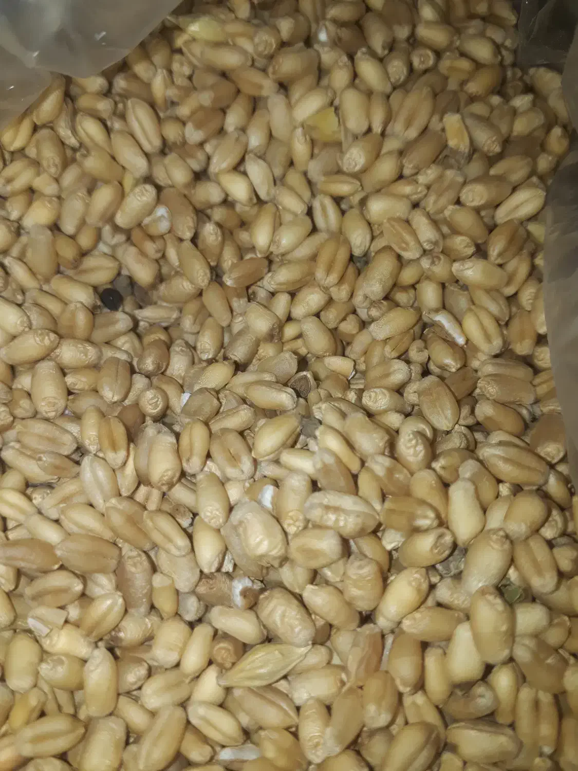 بذر گندم|خدمات باغبانی و درختکاری|گنبد کاووس, |دیوار