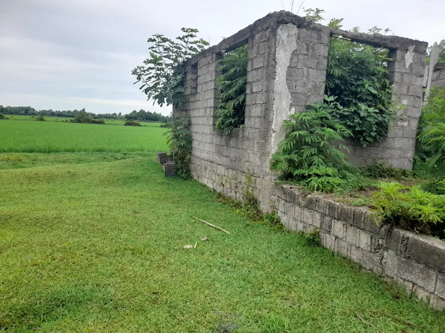 فروش یا تواتر  ویلا نیمه کاره بهمراه شالیزار برنج|فروش خانه و ویلا|کوچصفهان, |دیوار