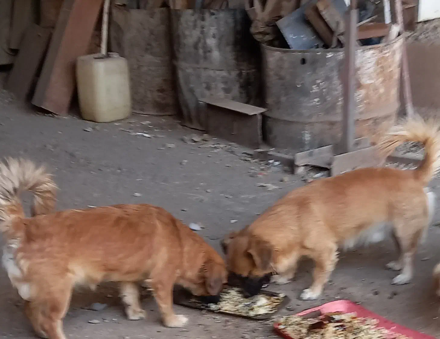 واگذاری سگ خوشگل و بازیگوش|سگ|قم, انسجام|دیوار