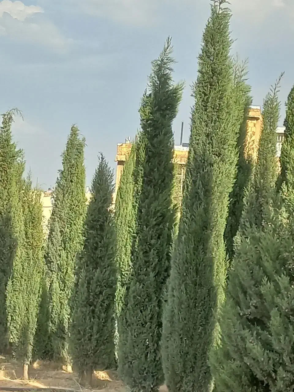 نهال سرو شیراز|گل و گیاه طبیعی|کرمان, |دیوار