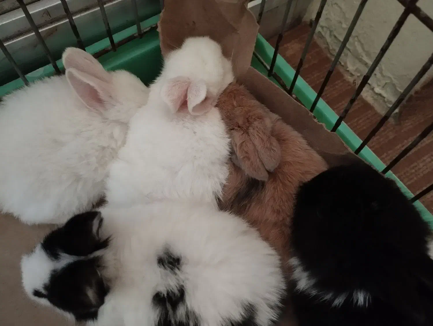 بچه خرگوش نیمه لوپ|موش و خرگوش|بندر انزلی, بشمن|دیوار