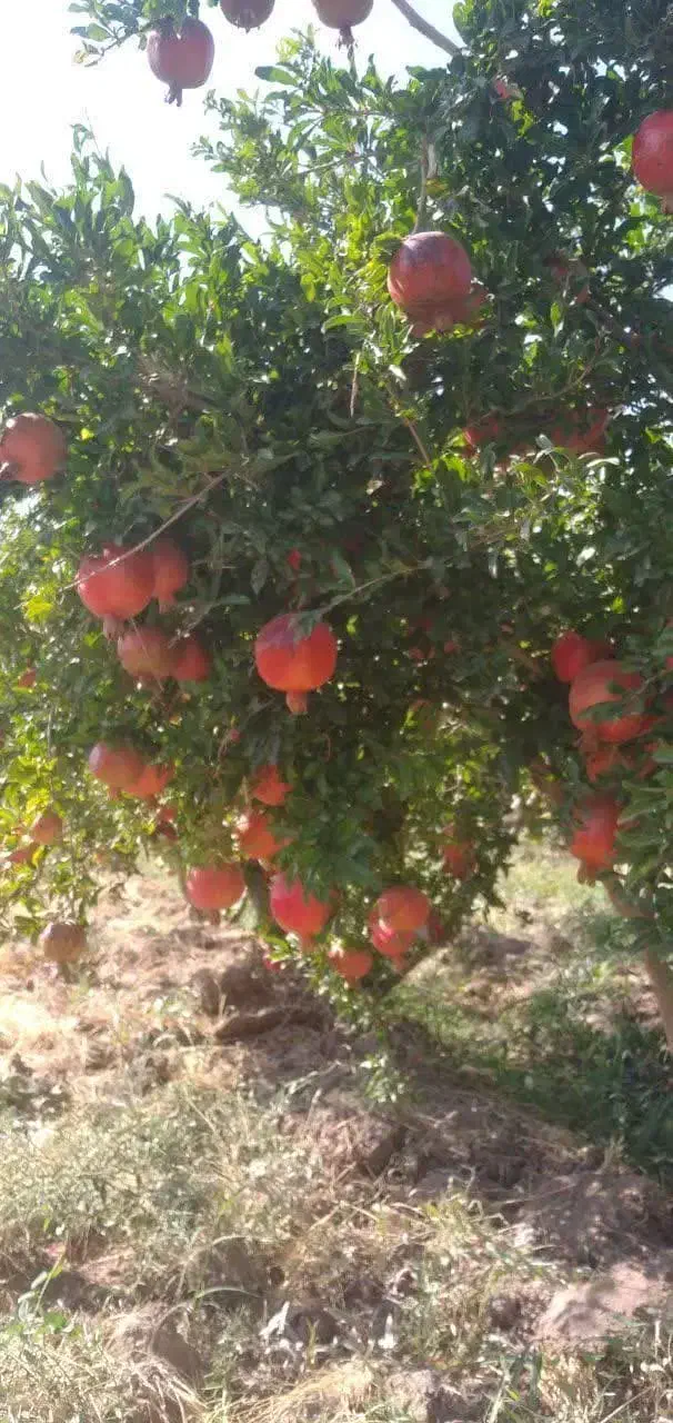 زمین باغی ۳۰۰ متری بین دو روستا،نزدیک آسفالت|فروش زمین و ملک کلنگی|قم, الغدیر|دیوار