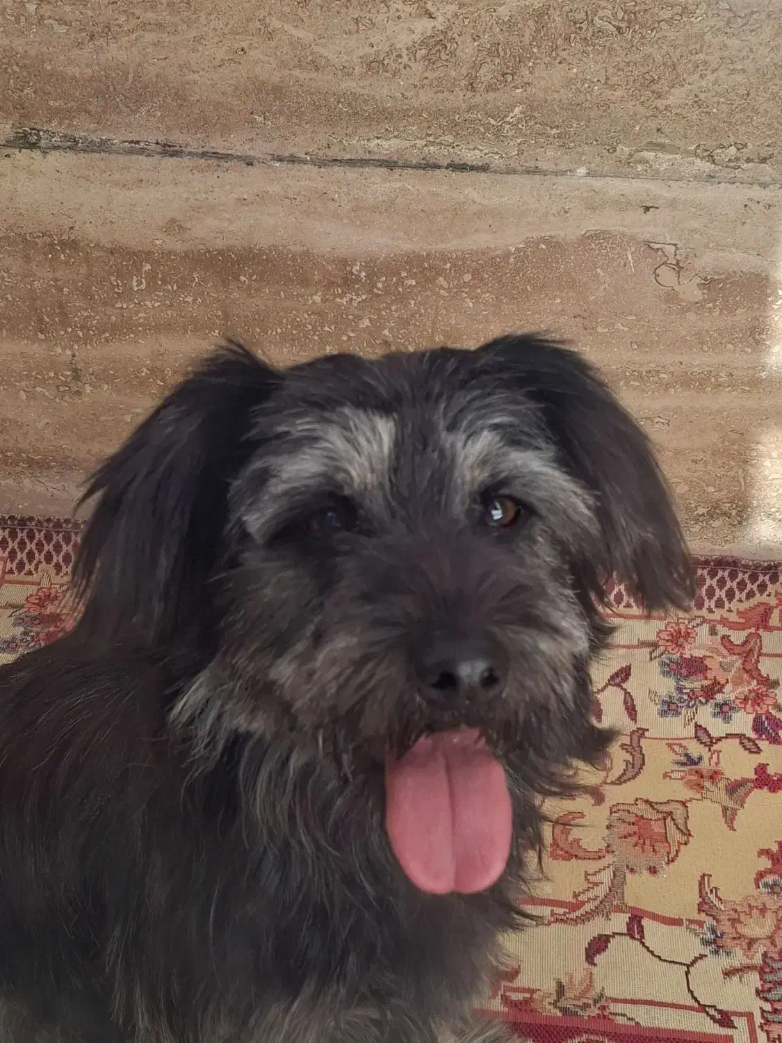 توله سگ نژاد شیتزو تریر 5 ماهه|سگ|ملایر, |دیوار