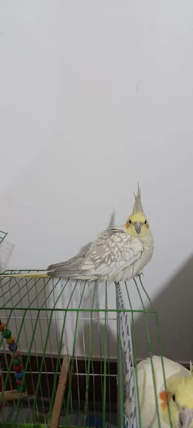 عروس هلندی|پرنده|آشخانه, |دیوار