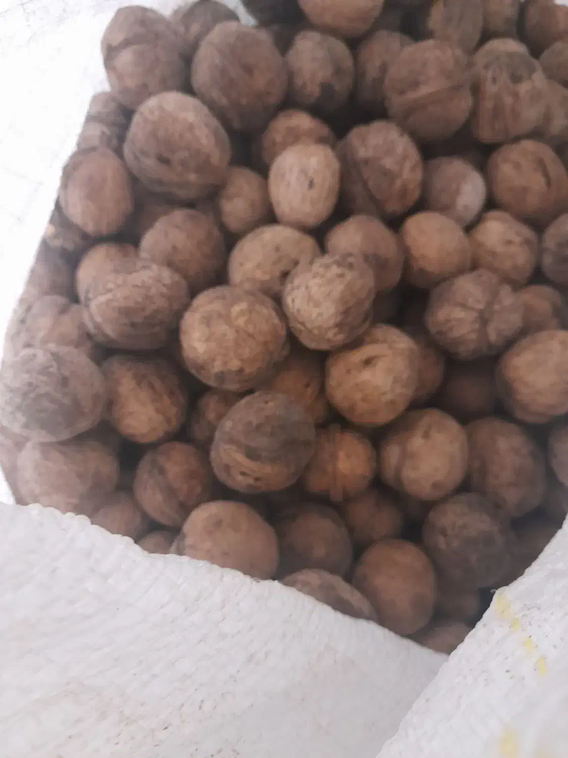 گردو|خوردنی و آشامیدنی|کرج, اسلام‌آباد|دیوار