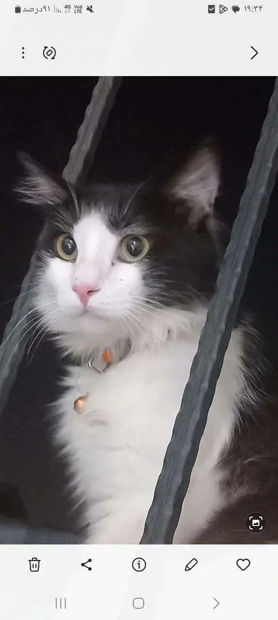 گربه پرشین گمشده|گربه|میبد, |دیوار