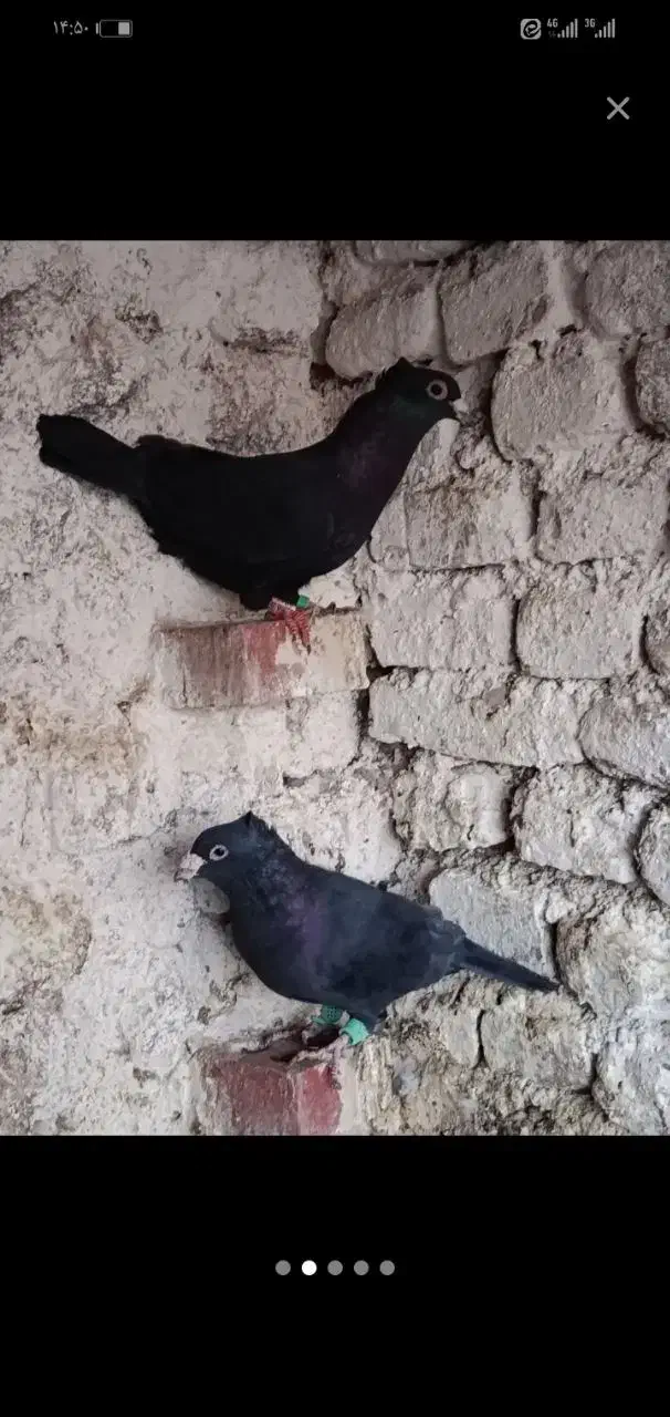 نروماده زاغ کرمانی کاکلی|پرنده|تربت‌حیدریه, حاجی یار‎|دیوار