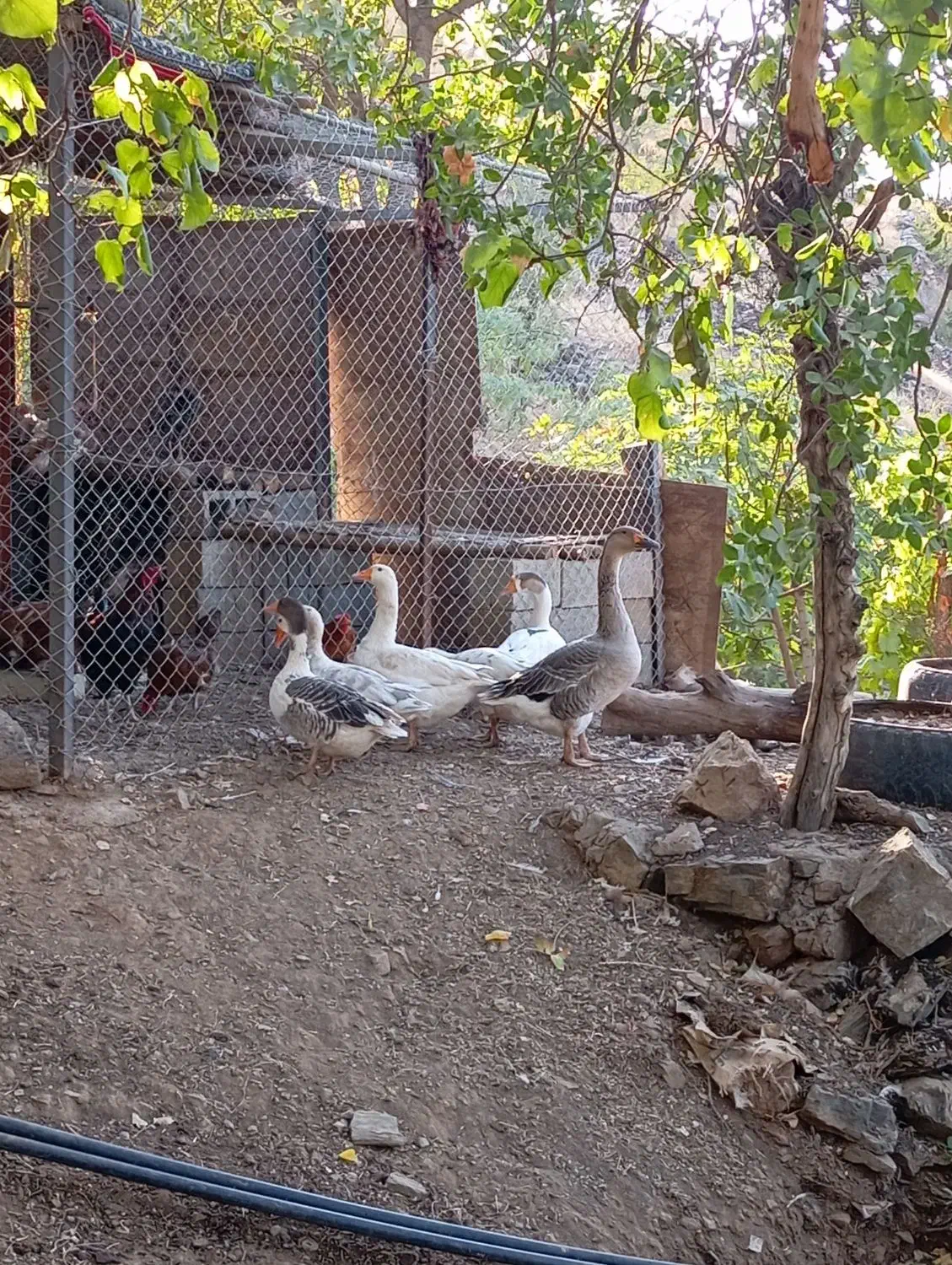 غاز محلی  یکی قوغاز|حیوانات مزرعه|نمشیر, |دیوار