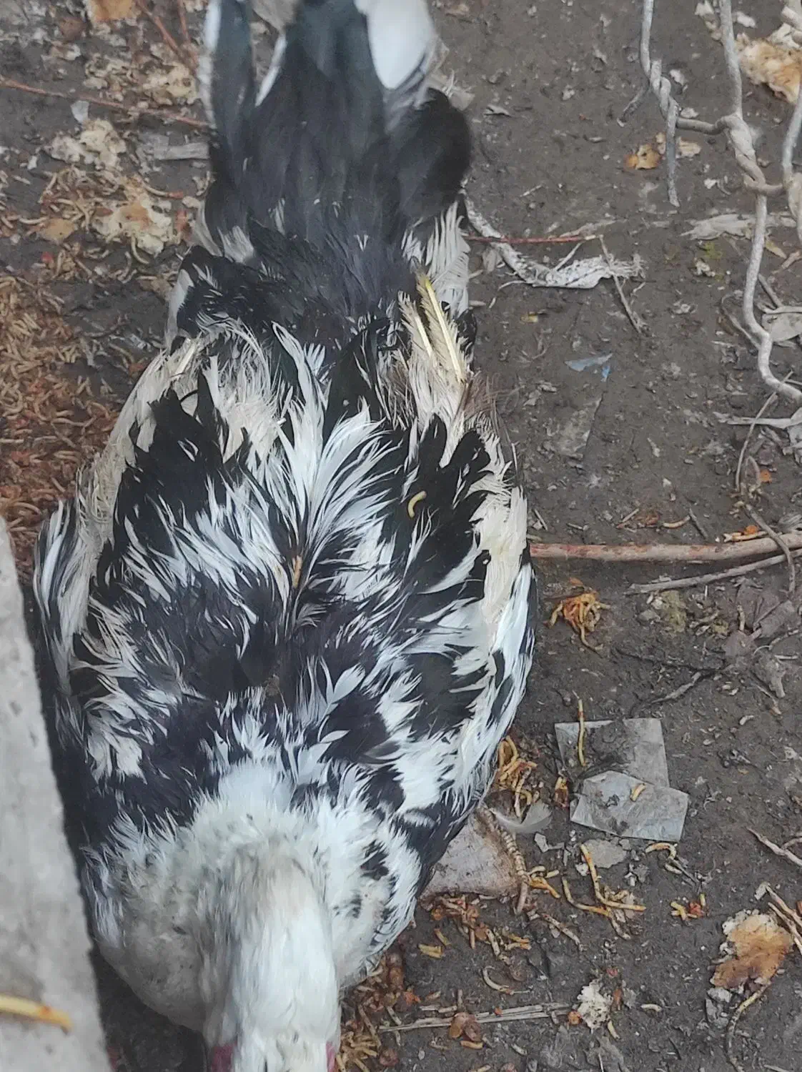 اردک و غاز|حیوانات مزرعه|ایرانشهر, |دیوار