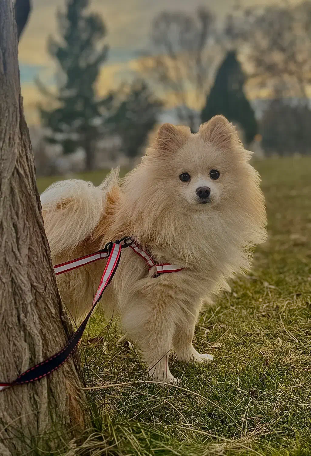 سگ خانگی نژاد پامر|سگ|پیرانشهر, |دیوار