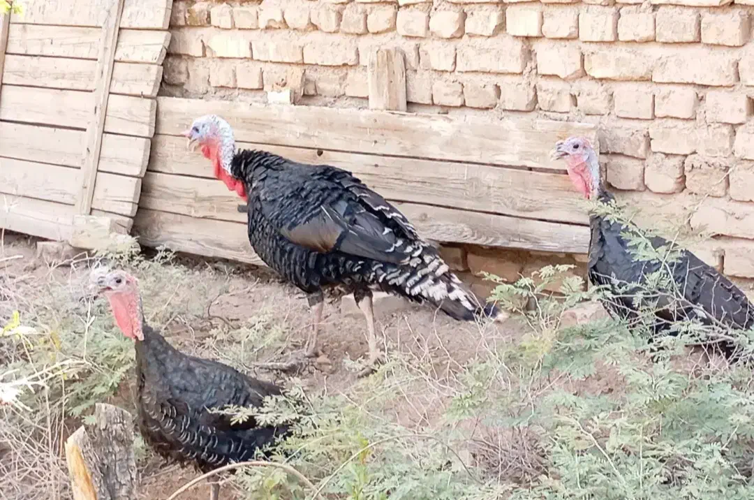 فروش بوقلمون زنده هرکدام 1/500/000|حیوانات مزرعه|سیرجان, |دیوار