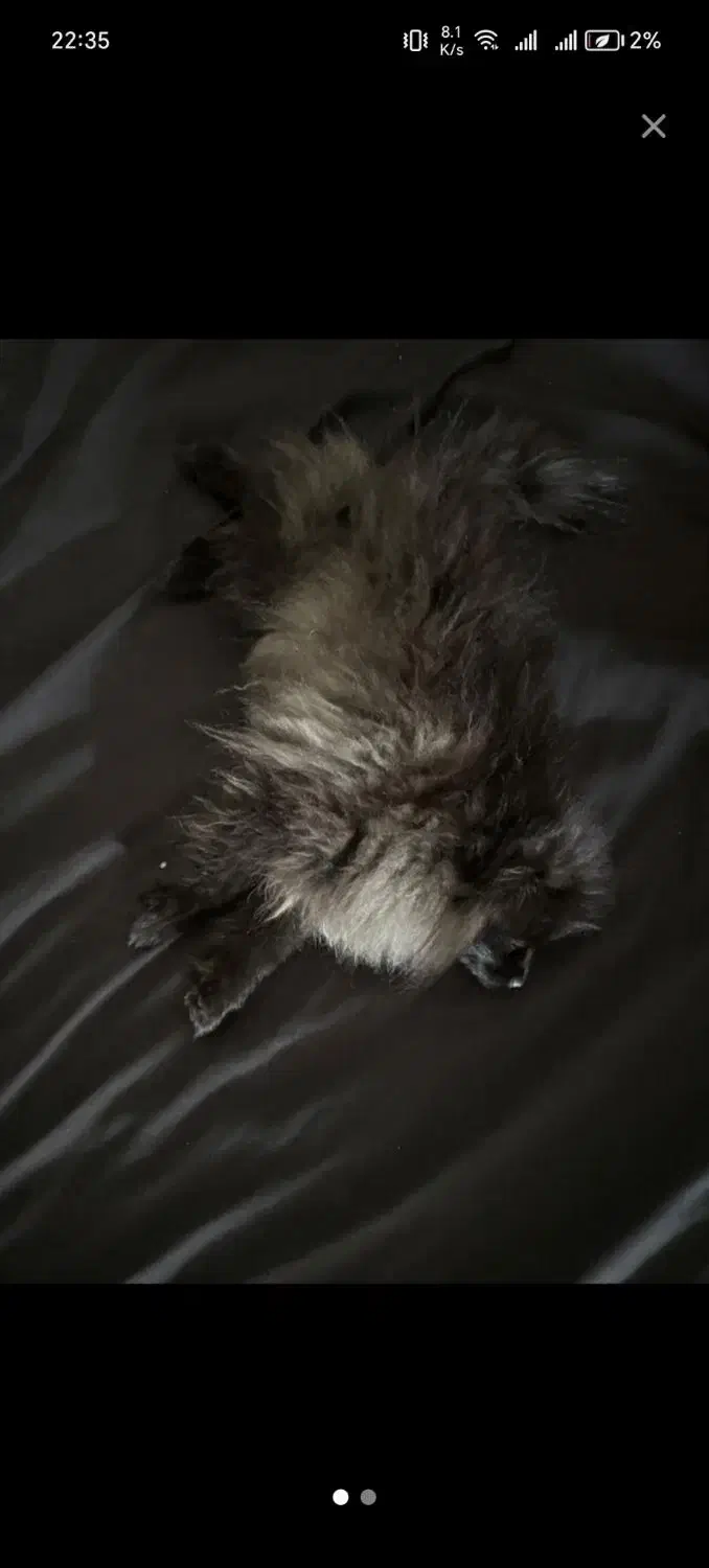 سگ پامر|سگ|اصفهان, نقش جهان|دیوار