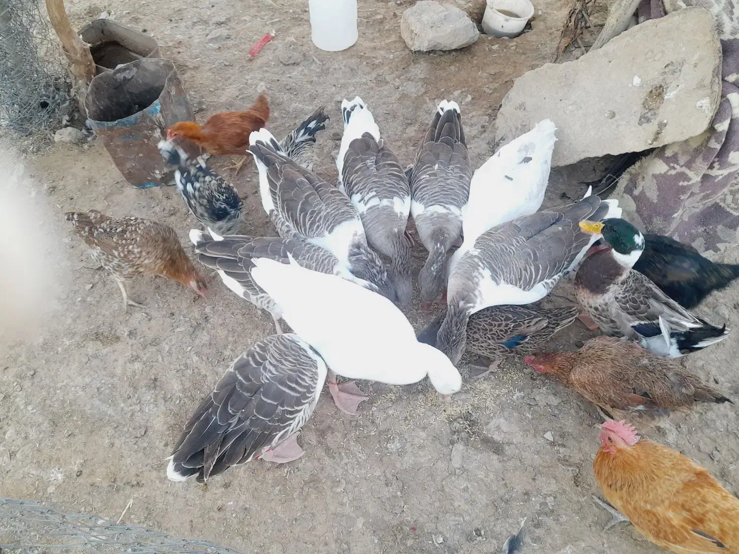 فروش غاز سالم و چاق ۸ عدد|حیوانات مزرعه|آبدانان, |دیوار