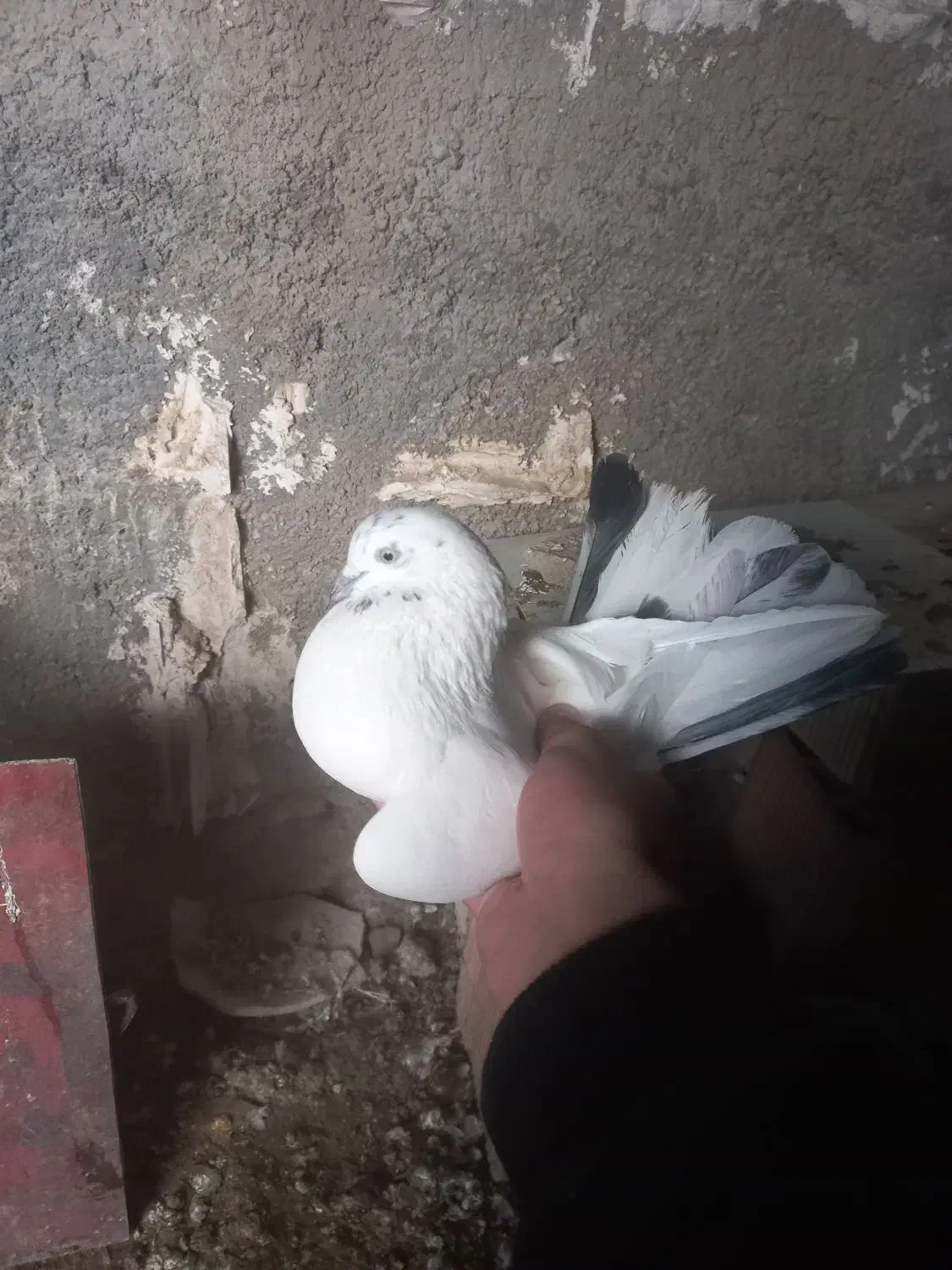 کبوتر|پرنده|چرداول, |دیوار